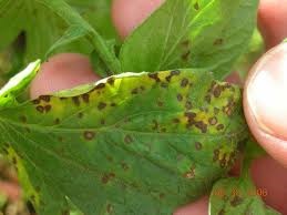 Tomato Septoria Leaf Spot Disease