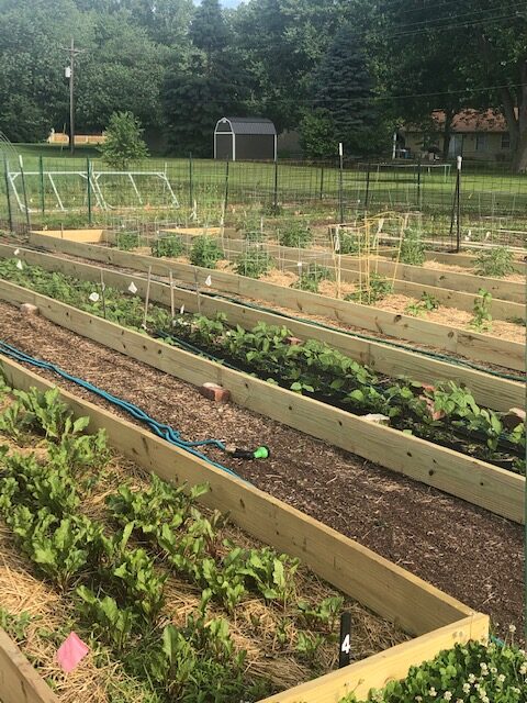 Production Garden 2020 transformed to demonstrate vegetable garden concepts. 