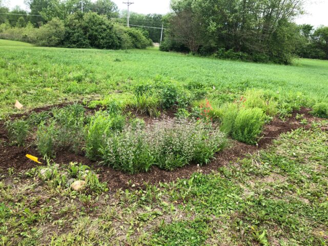 rain garden, demo garden, community